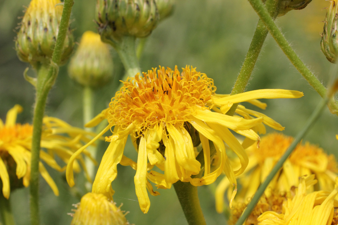 Image of Inula macrophylla specimen.