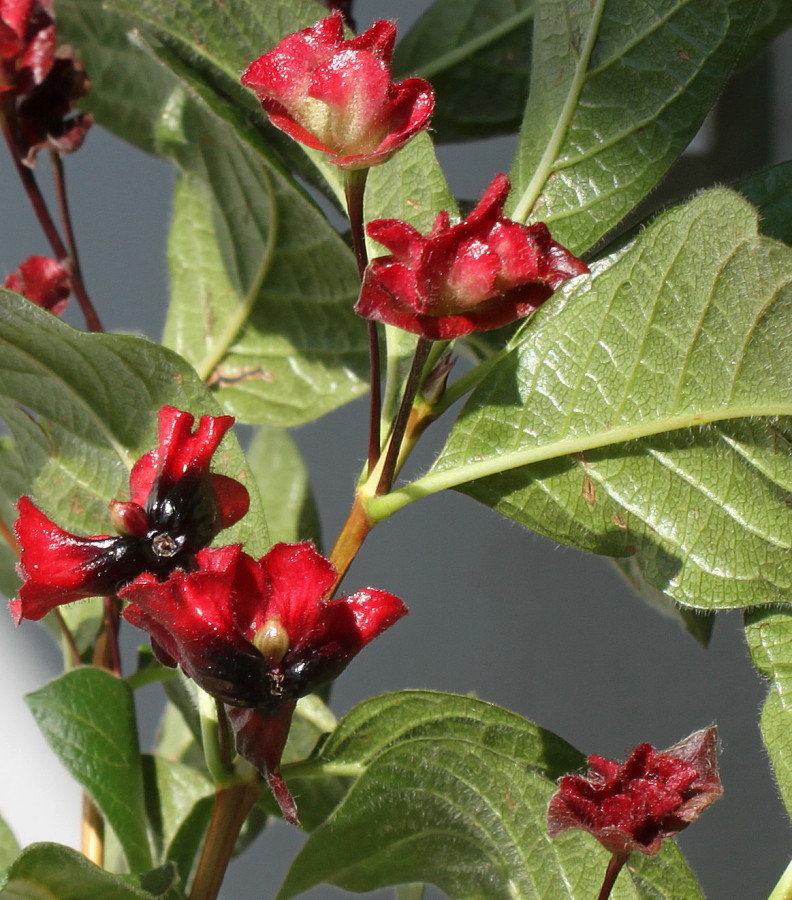 Image of Lonicera involucrata var. ledebourii specimen.