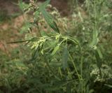 Atriplex patula