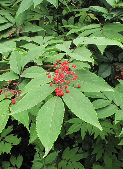 Image of Sambucus racemosa specimen.