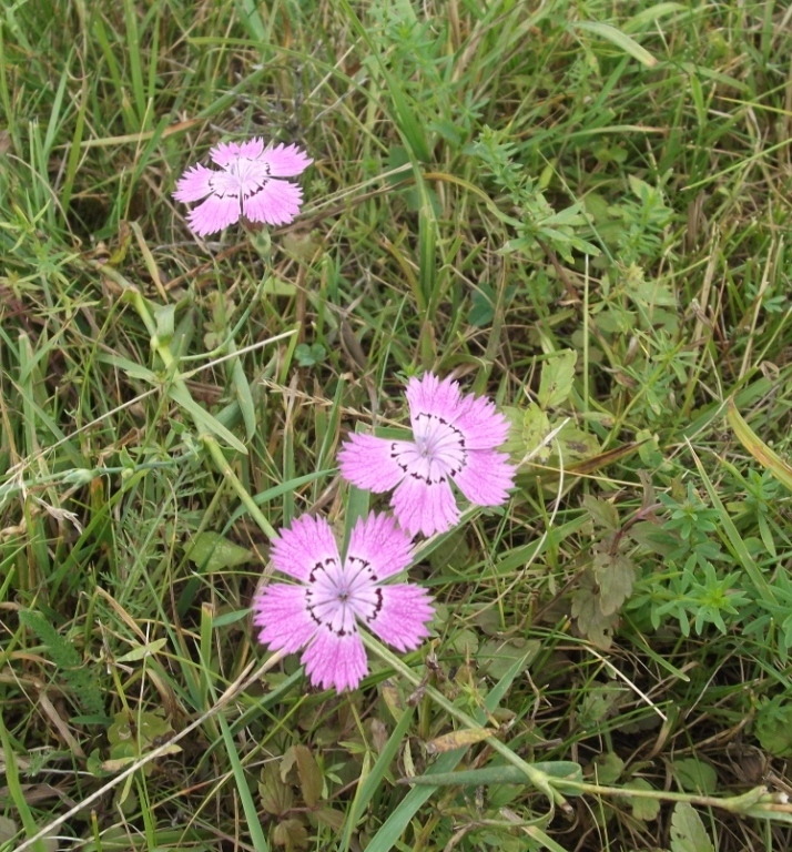 Изображение особи Dianthus fischeri.