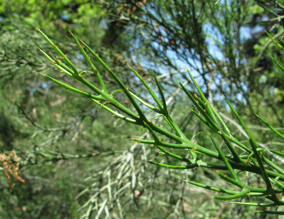 Image of Colletia spinosissima specimen.