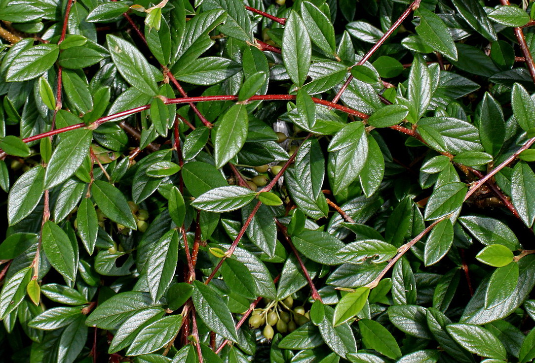 Image of Cotoneaster salicifolius specimen.