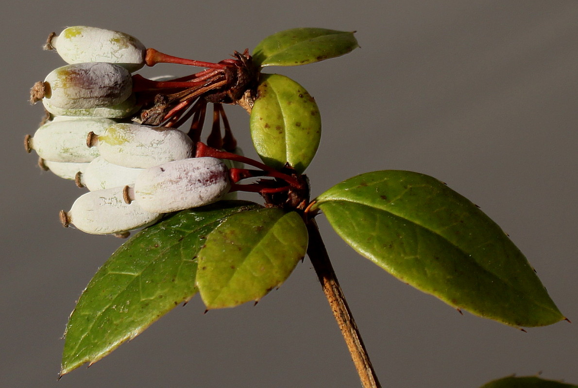 Image of Berberis julianae specimen.