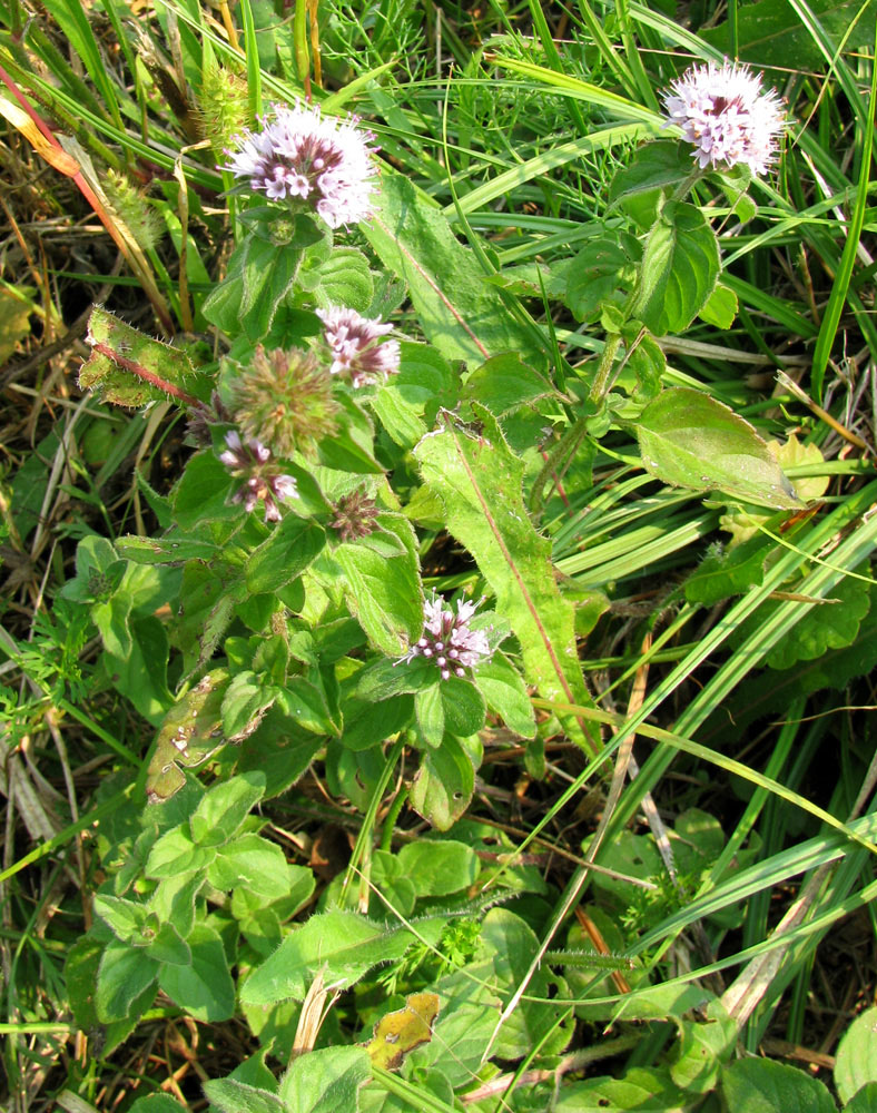 Image of Mentha aquatica specimen.