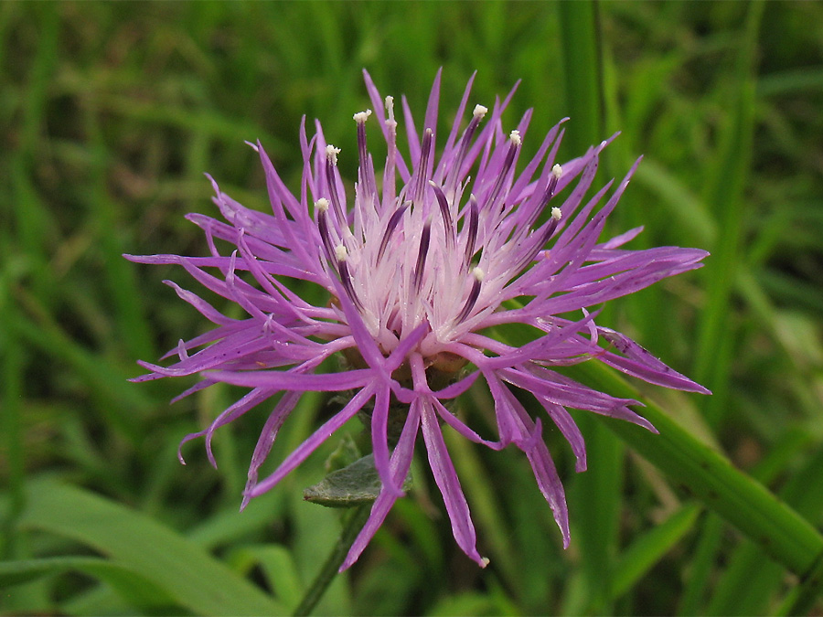 Изображение особи Centaurea pannonica.