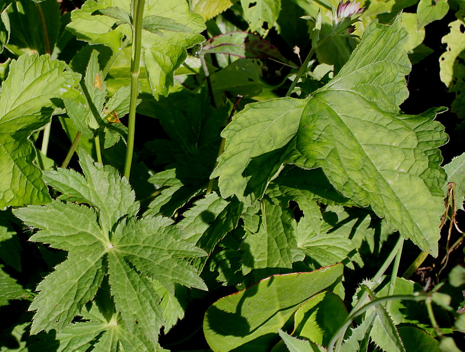 Изображение особи Astrantia major.