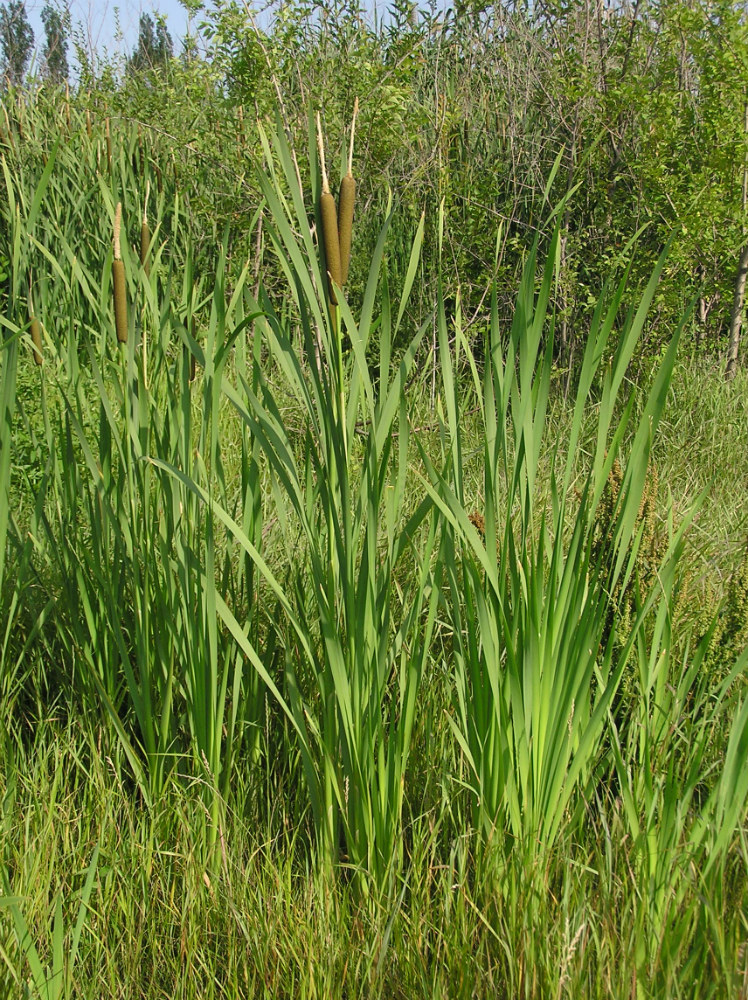 Изображение особи Typha latifolia.