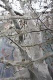 Malus baccata. Ветви растения, поражённого горностаевой молью. Иркутск. 17.06.2012.