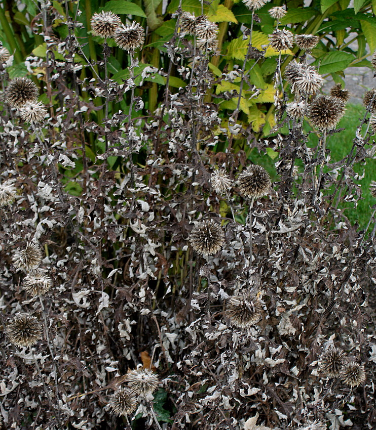 Image of genus Echinops specimen.