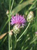 Centaurea adpressa. Распустившееся и нераспустившееся соцветия. Украина, г. Запорожье, пос. Солнечный, на лугу. 15.06.2012.