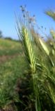 Hordeum leporinum. Верхушка растения с соцветием. Ростовская обл., Азовский р-н, с. Кугей, у обочины дороги. 19.05.2012.