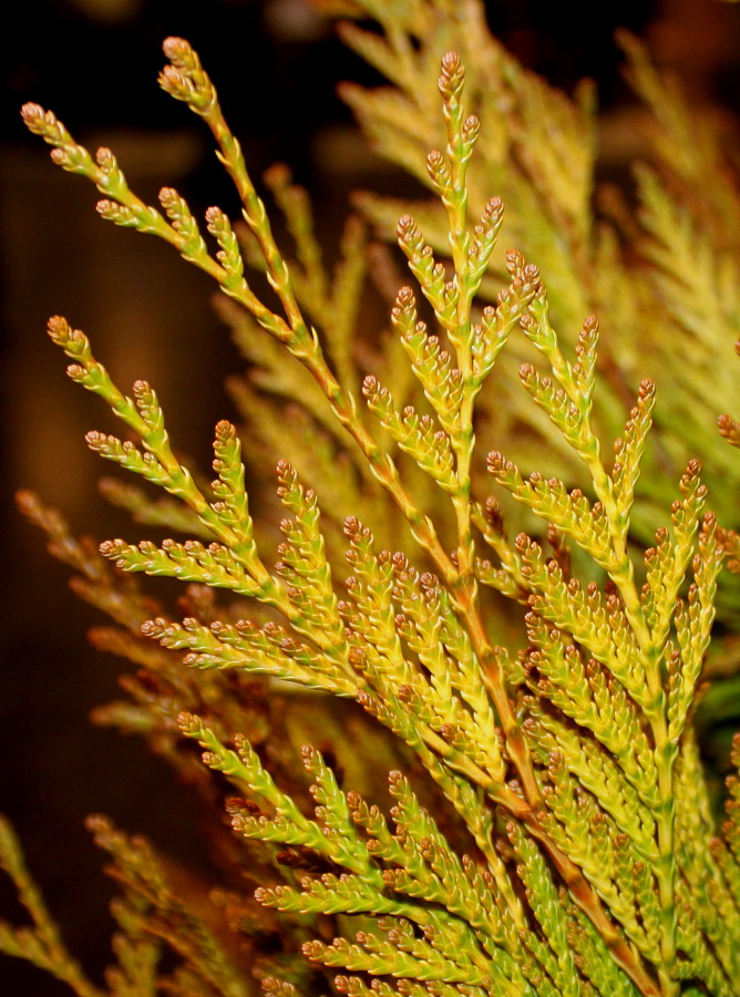 Image of Thuja occidentalis specimen.