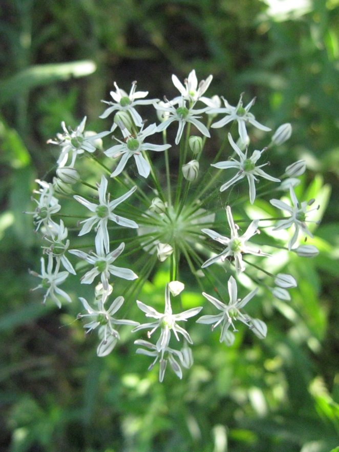 Image of Allium decipiens specimen.