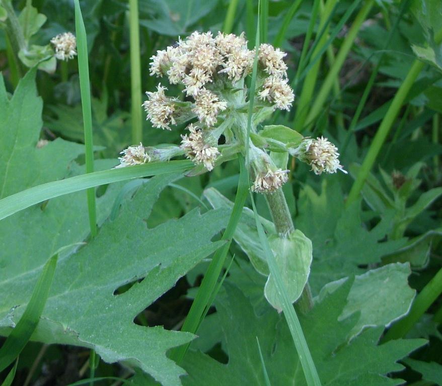 Image of Petasites tatewakianus specimen.