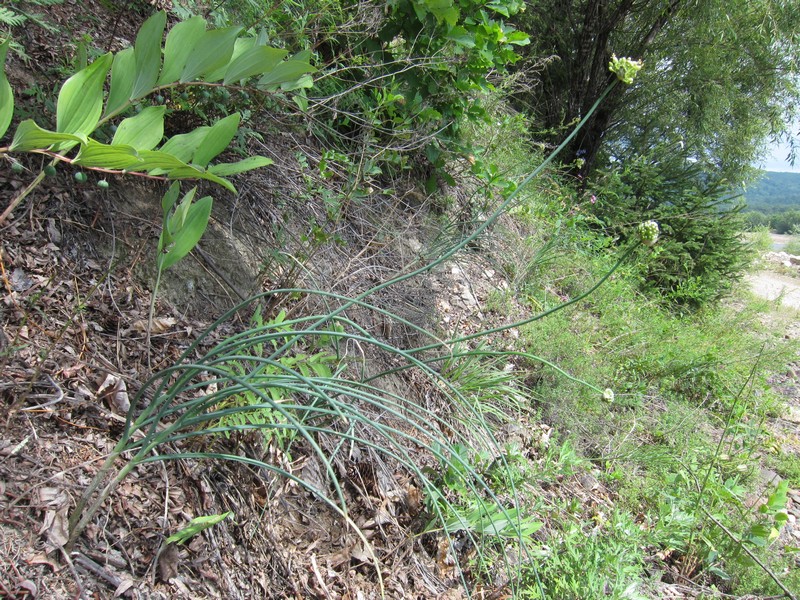 Image of Allium condensatum specimen.