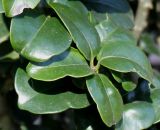 Ligustrum japonicum. Листья ('Rotundifolium'). Германия, г. Krefeld, ботанический сад. 07.04.2013.