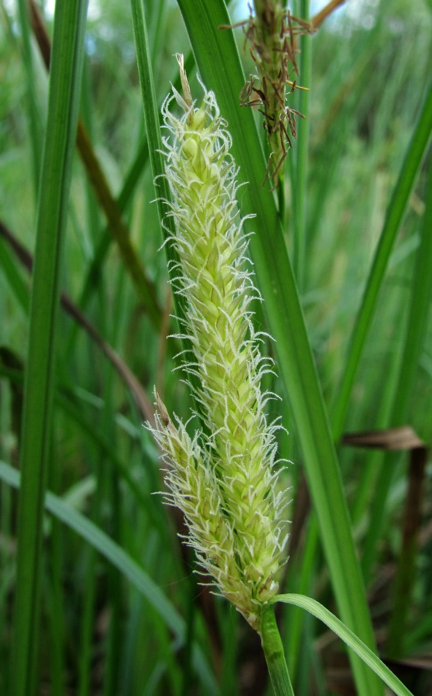 Image of Carex rostrata specimen.