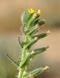 Arnebia decumbens
