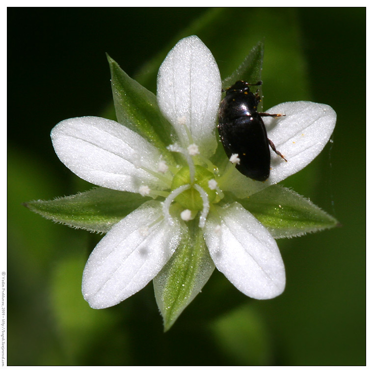 Изображение особи Moehringia trinervia.