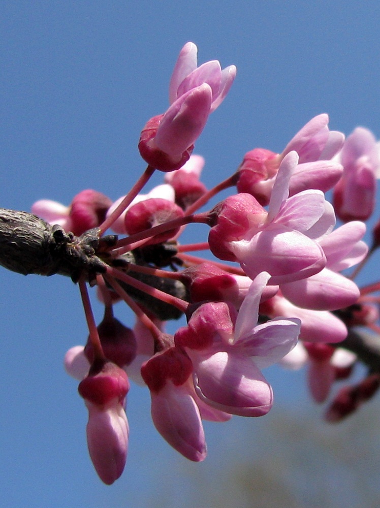 Image of Cercis siliquastrum specimen.