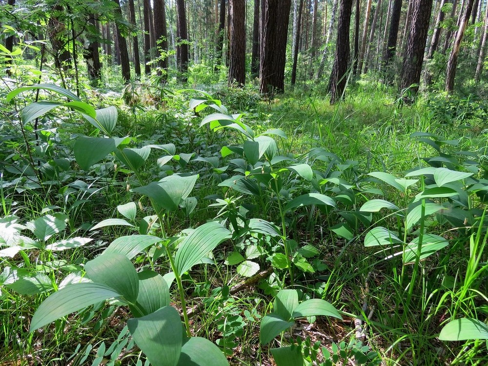 Изображение особи Polygonatum odoratum.