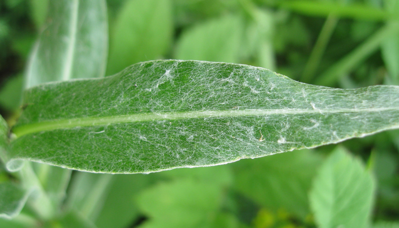 Image of Centaurea triumfettii specimen.