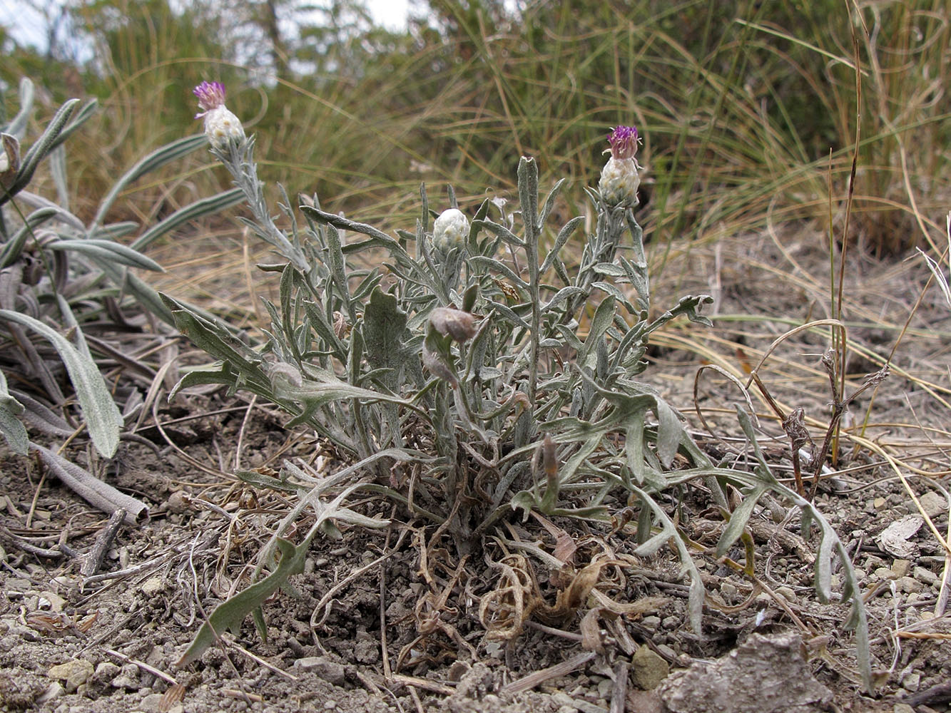 Изображение особи Centaurea sarandinakiae.