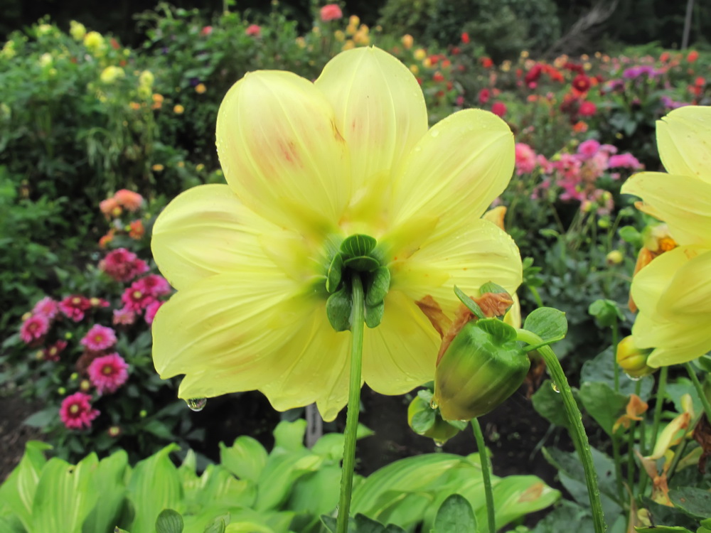 Изображение особи Dahlia pinnata.