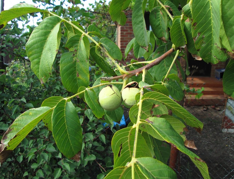 Image of Juglans regia specimen.