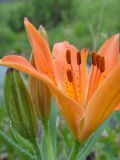 Lilium pensylvanicum