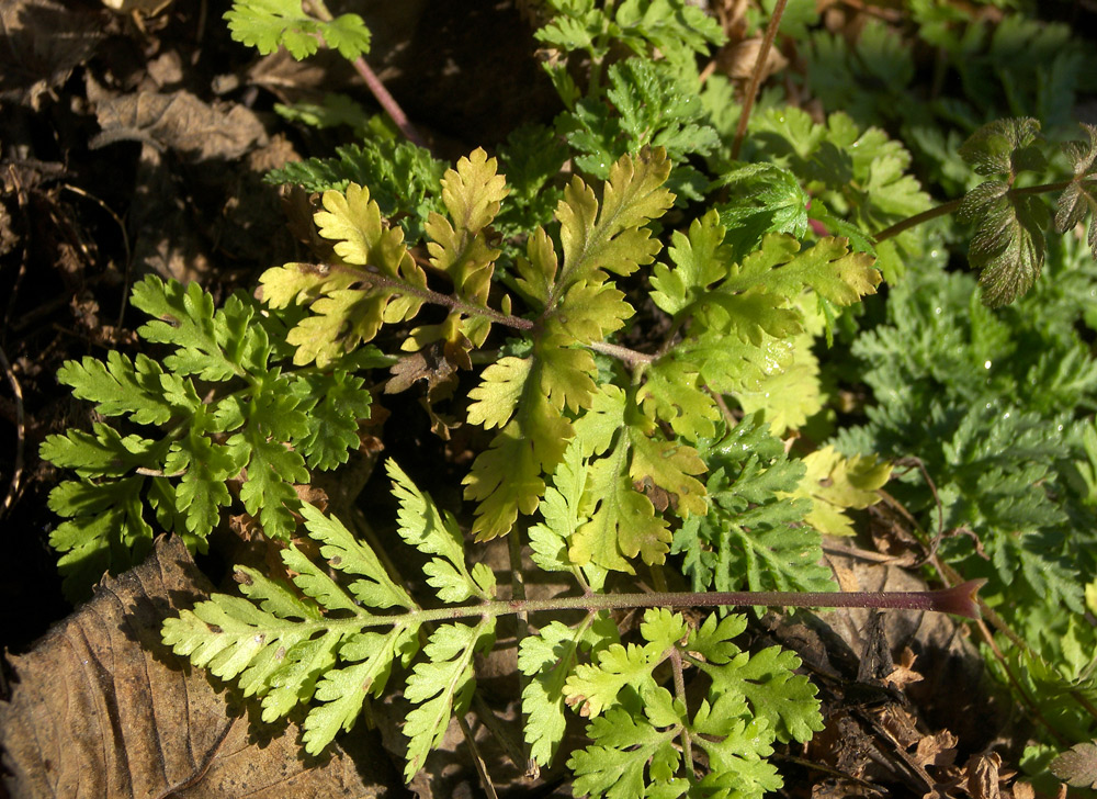 Image of Pyrethrum parthenifolium specimen.