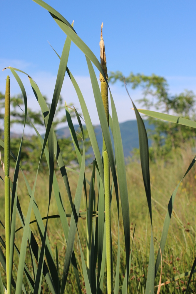 Image of Typha latifolia specimen.