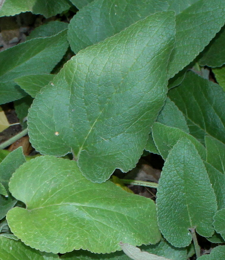 Image of Phlomis samia specimen.