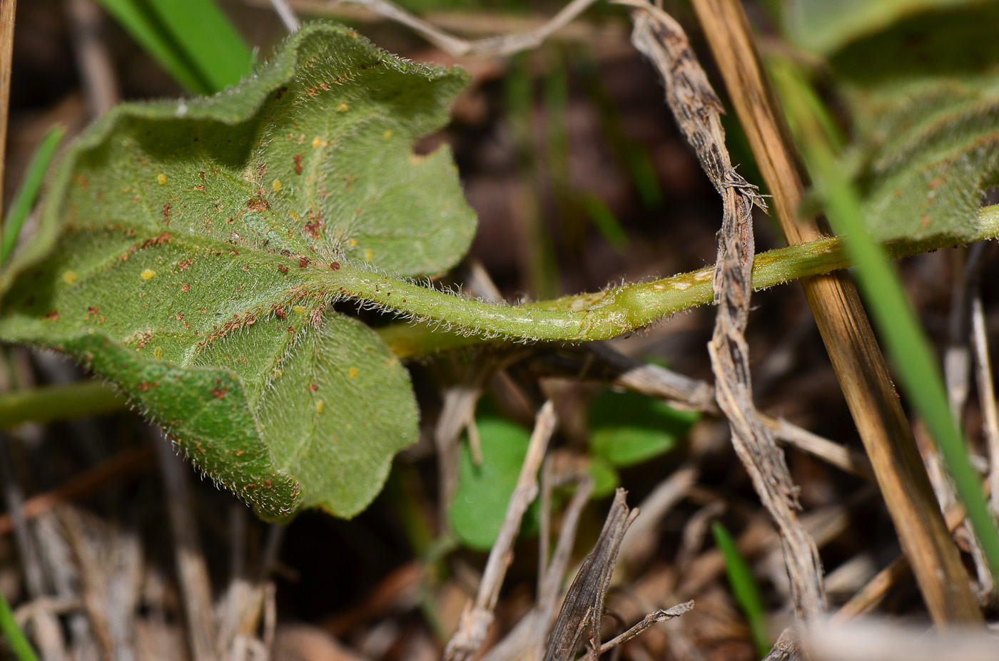 Image of Bryonia syriaca specimen.