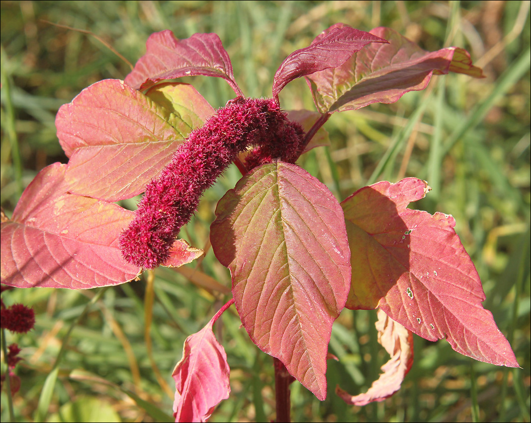 Image of Amaranthus caudatus specimen.