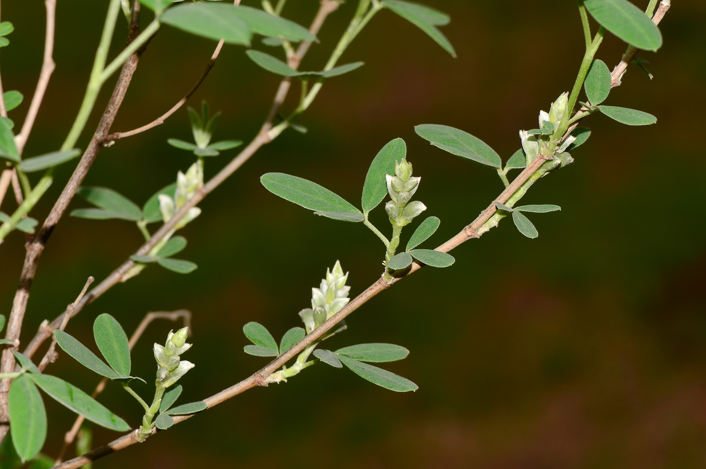 Image of Anagyris foetida specimen.