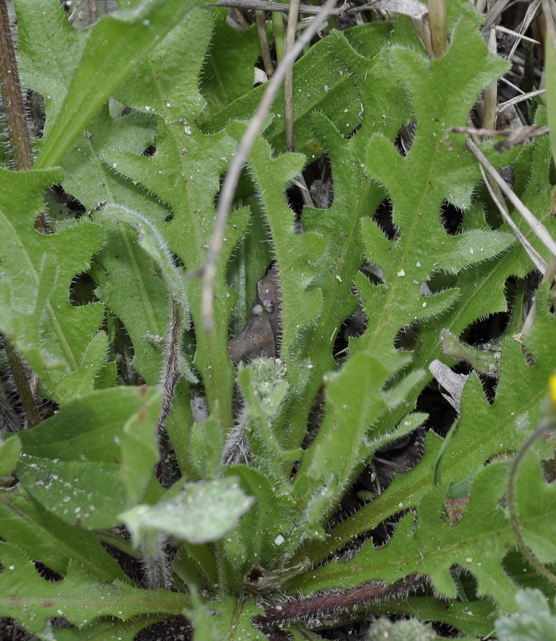 Image of Lagoseris sancta specimen.