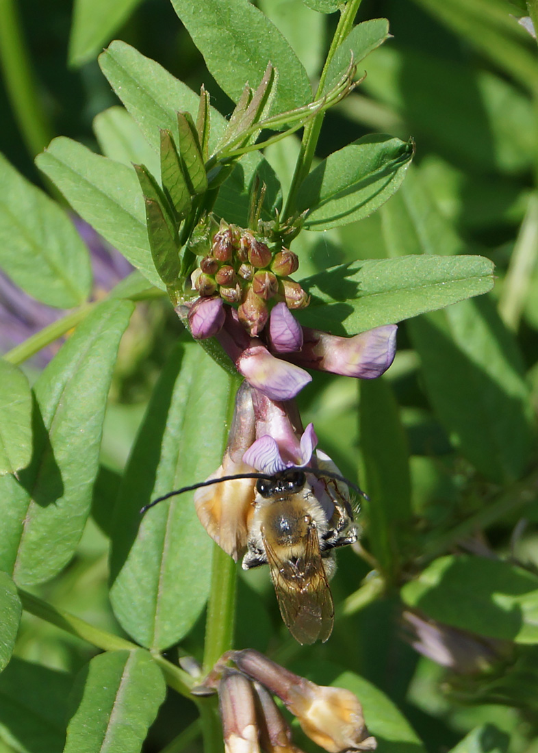 Image of Vicia sepium specimen.