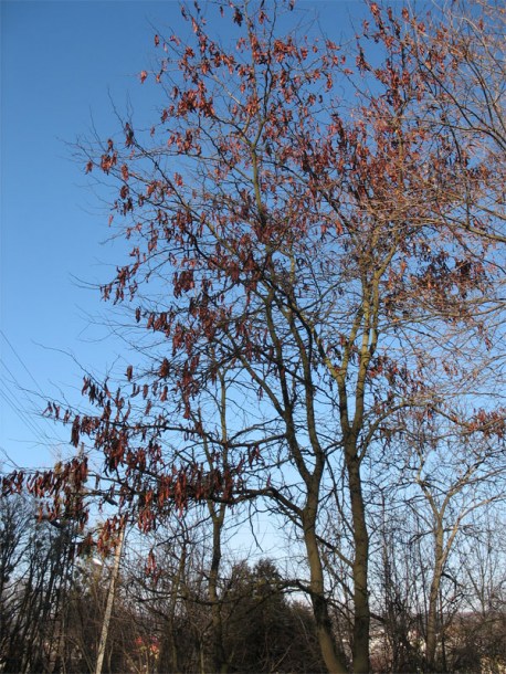 Изображение особи Gleditsia triacanthos.