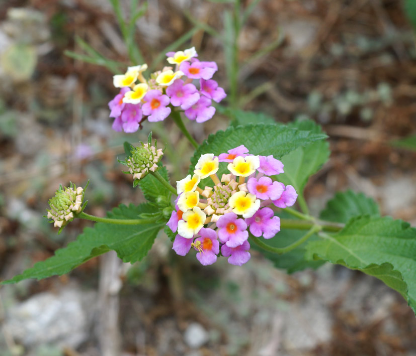 Изображение особи Lantana camara.