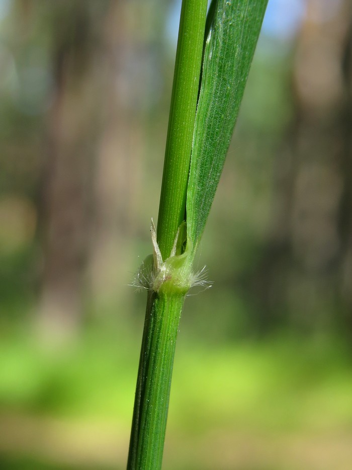 Image of Calamagrostis arundinacea specimen.