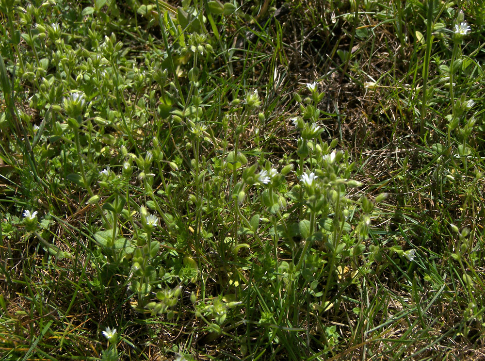 Изображение особи Cerastium semidecandrum.