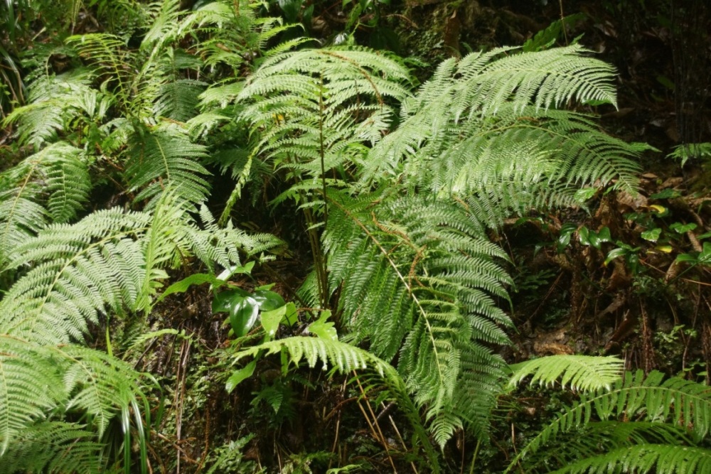 Image of Athyrium filix-femina specimen.