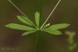 Galium intermedium