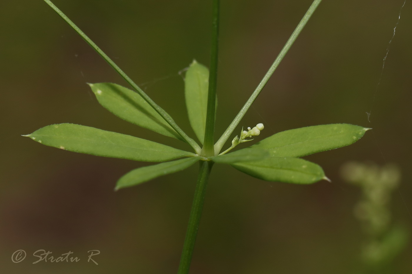 Изображение особи Galium intermedium.