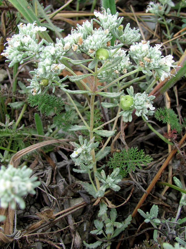 Изображение особи Teucrium capitatum.