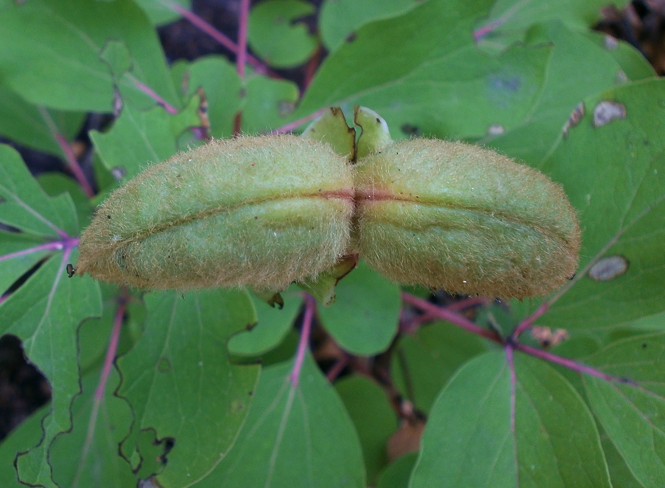 Image of Paeonia daurica specimen.