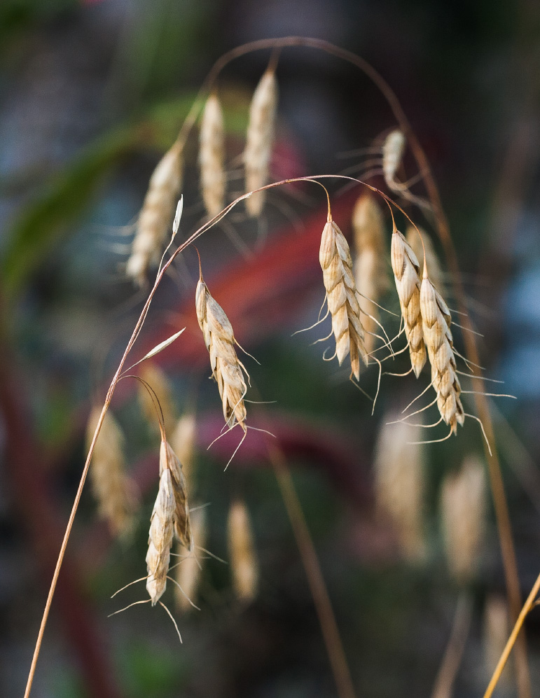 Image of Bromus squarrosus specimen.