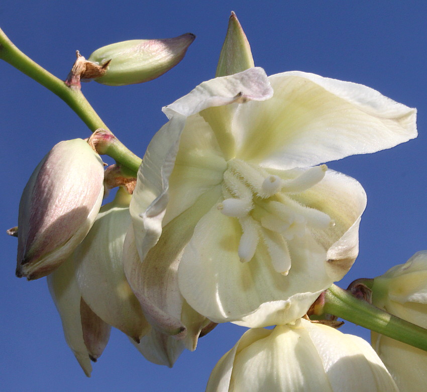 Image of Yucca filamentosa specimen.